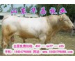 山東養(yǎng)牛基地荷斯坦肉牛哪家信譽(yù)高